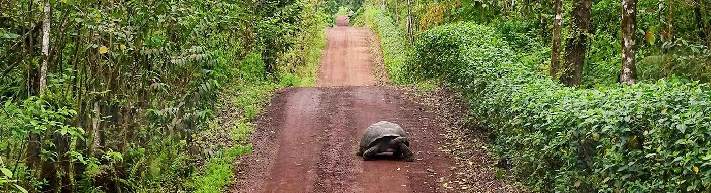 Galapagos tours and cruise programs