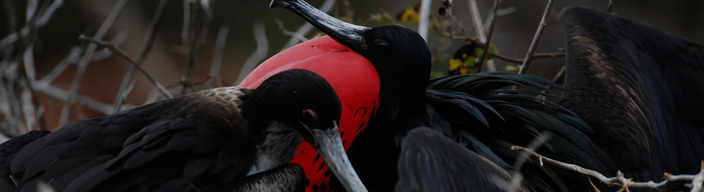 Galapagos Islands Wildlife | Galapagos Islands | Galapagos Cruises