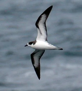 Galapagos Petrel | Galapagos Wildlife