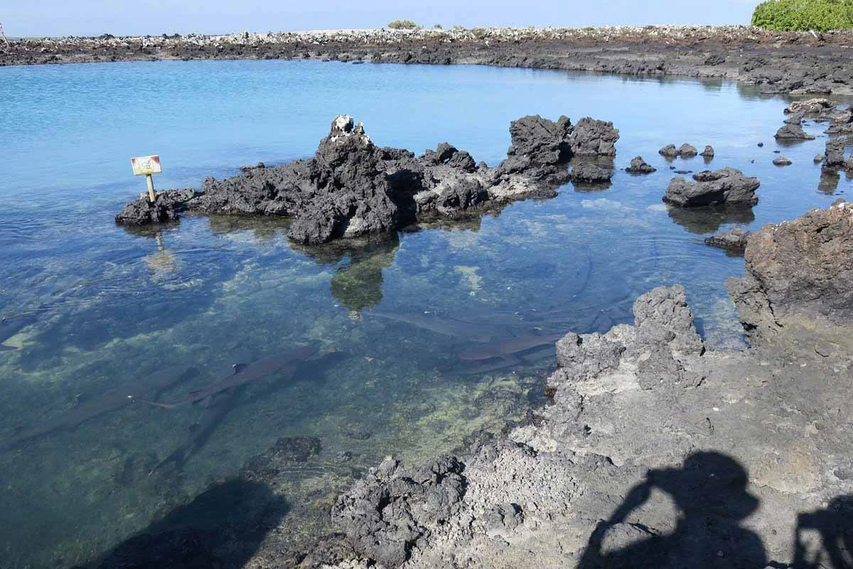  Galapagos | Exploring the Enchanting Las Tintoreras Islet in the Galapagos Islands