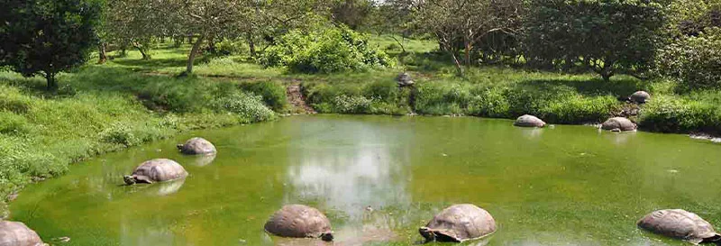  Galapagos | What do you Think Would Happen to the Galapagos Islands without Control Over Tourism?