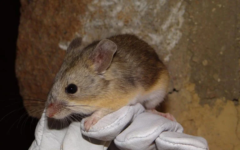  Atacama | Mummified mice found in Andes at altitude previously thought uninhabitable for mammals