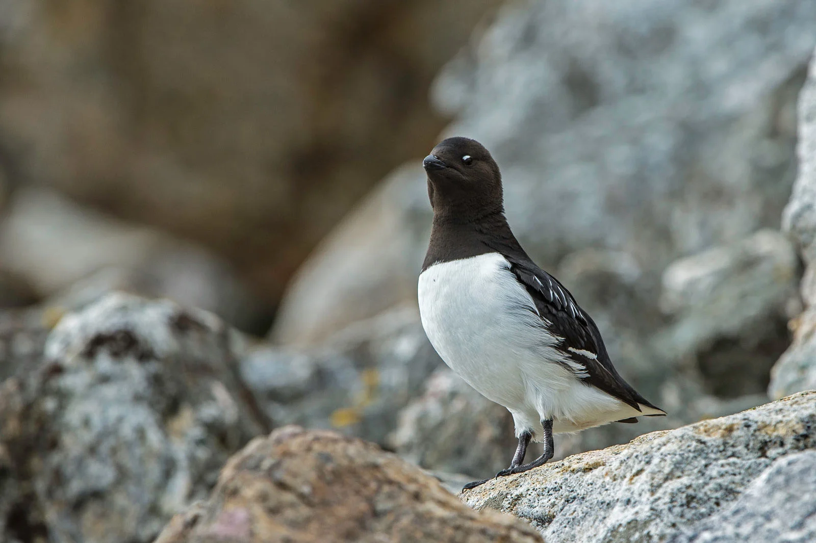 Little Auk (Dovekie) | Arctic Wildlife Little Auk (Dovekie) | Arctic Wildlife