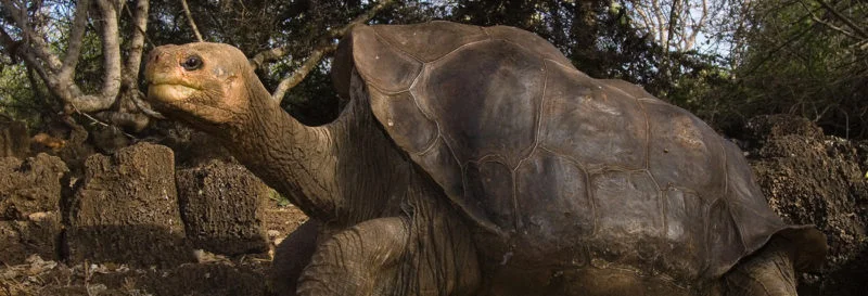  Galapagos | 2 New (And Unfortunate) Contenders For The ‘Rarest-Creature-On-Earth’ Title