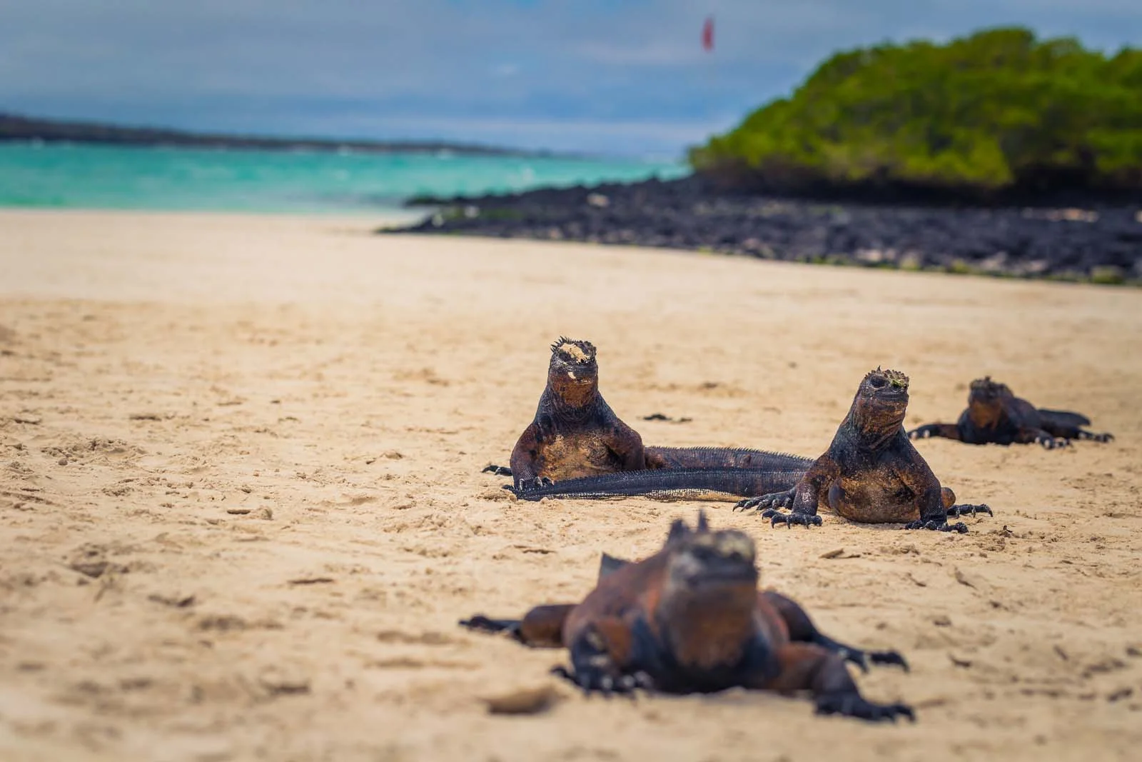  Galapagos | Why You Should Consider a Land-Based Galapagos Trip