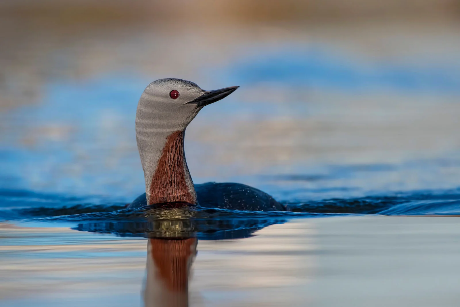 Red-throated Loon (Diver) | Arctic Wildlife