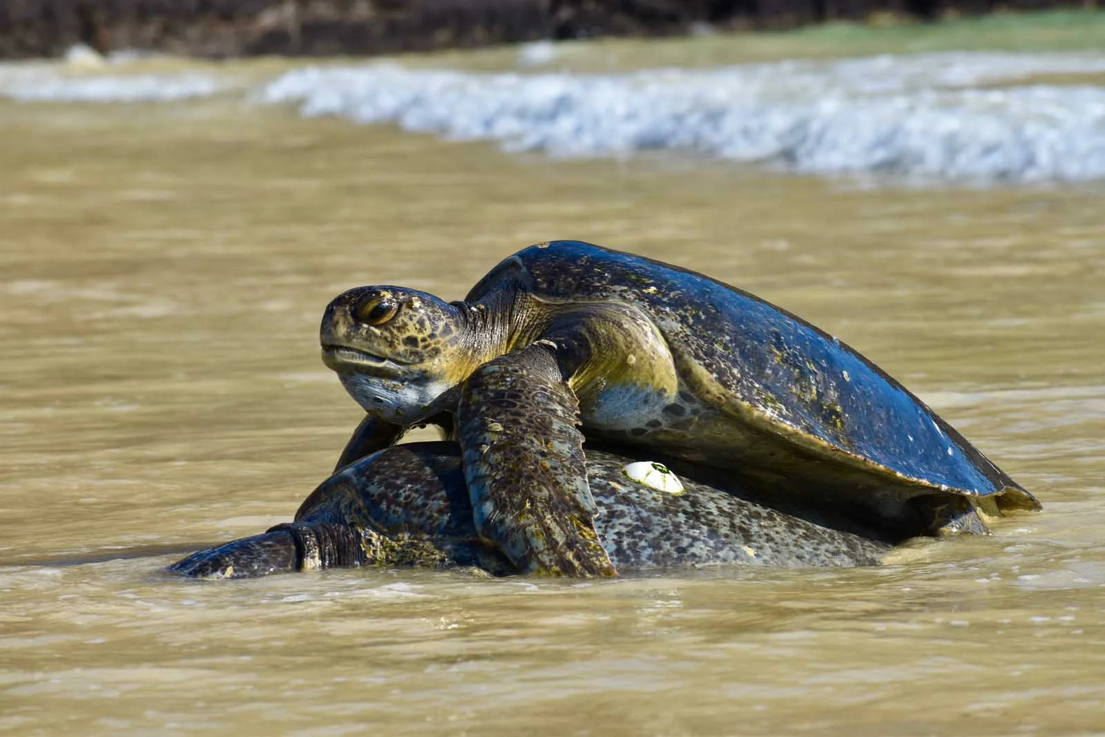 Galapagos Green Turtle | Galapagos Wildlife