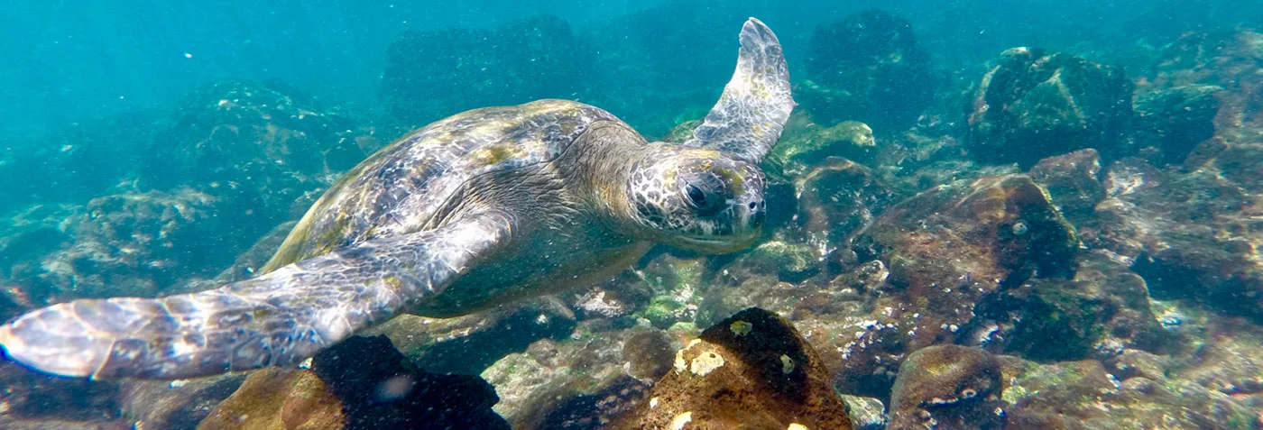 Galapagos | Snorkelling with sea turtles and Galapagos tortoise  Galapagos | Snorkelling with sea turtles and Galapagos tortoise
