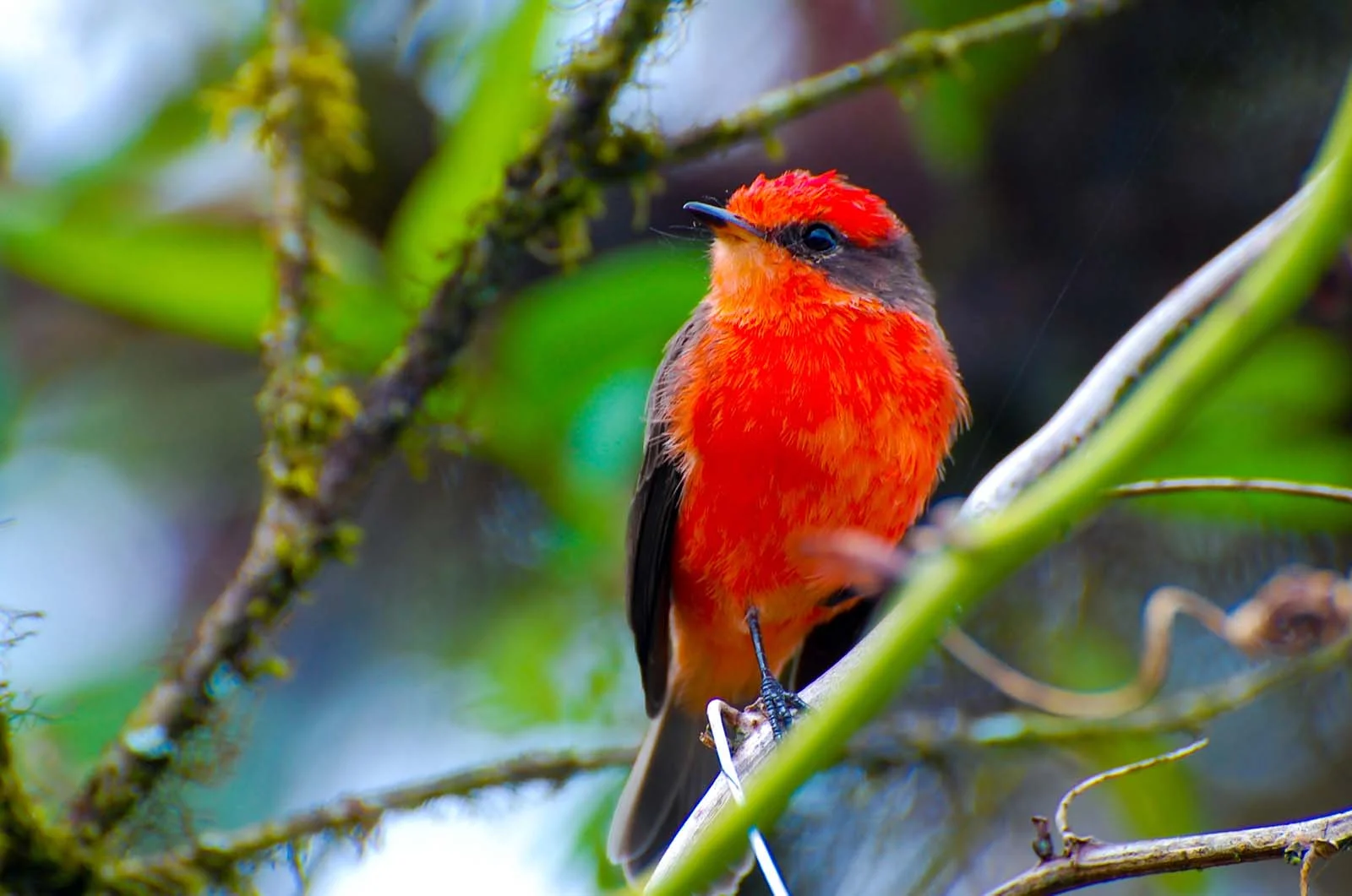 Vermilion Flycatcher | Galapagos Wildlife