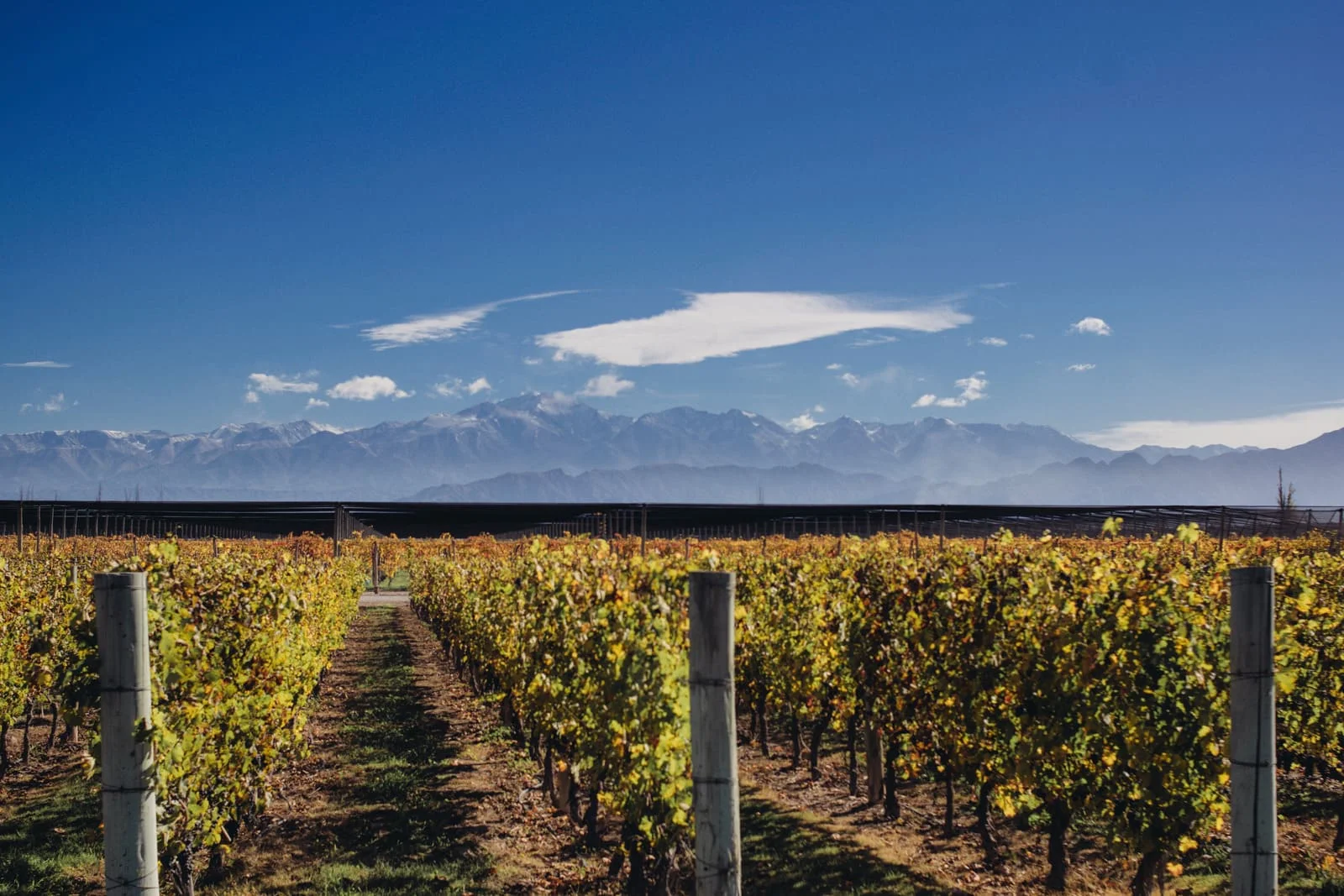  Argentina | Mendoza Wine Route and inauguration of the first solar tourist train in Jujuy