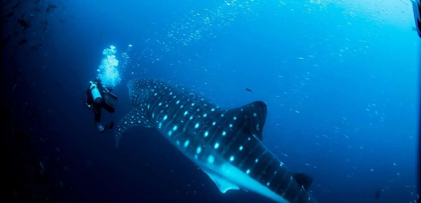  Galapagos | Galapagos Shark Diving celebrates success of the ‘Name a Whale Shark Contest 2023’