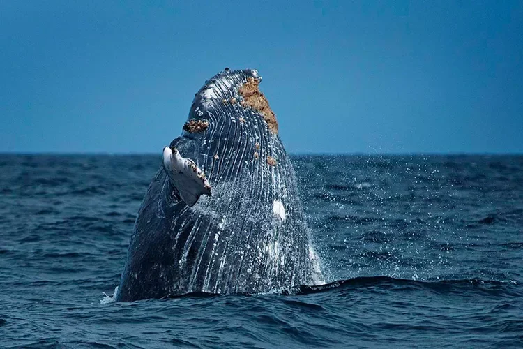  Peru | Peru's New National Reserve Is a Biodiverse Marine Paradise