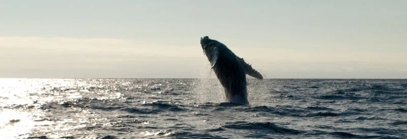  Nature Encounters | The Galapagos Islands in September