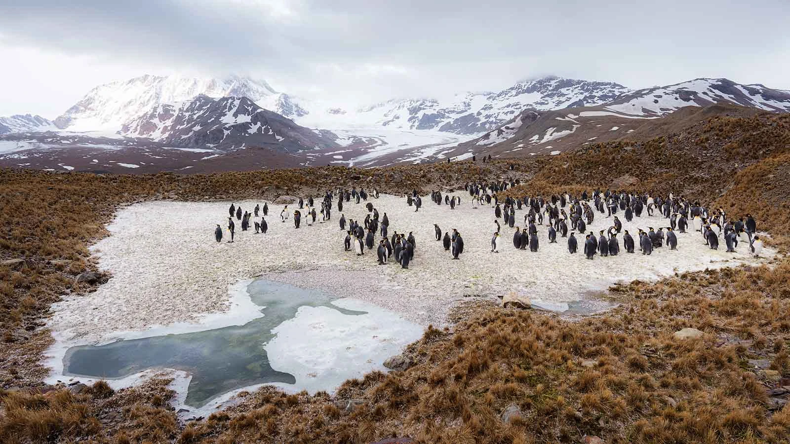 Falkland Islands, South Georgia & Antarctica | Antarctica Tours Falkland Islands, South Georgia & Antarctica | Antarctica Tours