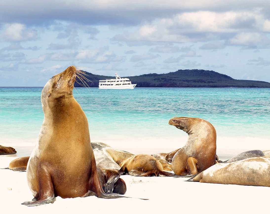 Galapagos Eastern Gems 8-Day: Genovesa & Española - Cruise Tour | Galapagos Cruise Tours Galapagos Eastern Gems 8-Day: Genovesa & Española - Cruise Tour | Galapagos Cruise Tours