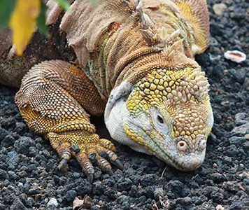 Reptiles Galapagos Reptiles Galapagos