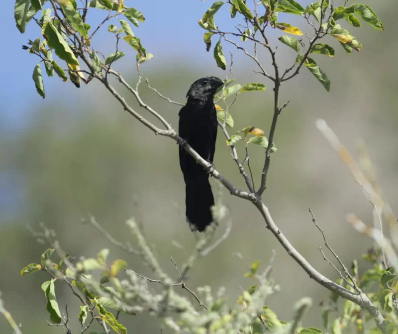 The impact of the smooth-billed ani: an interview with Cristian Poveda