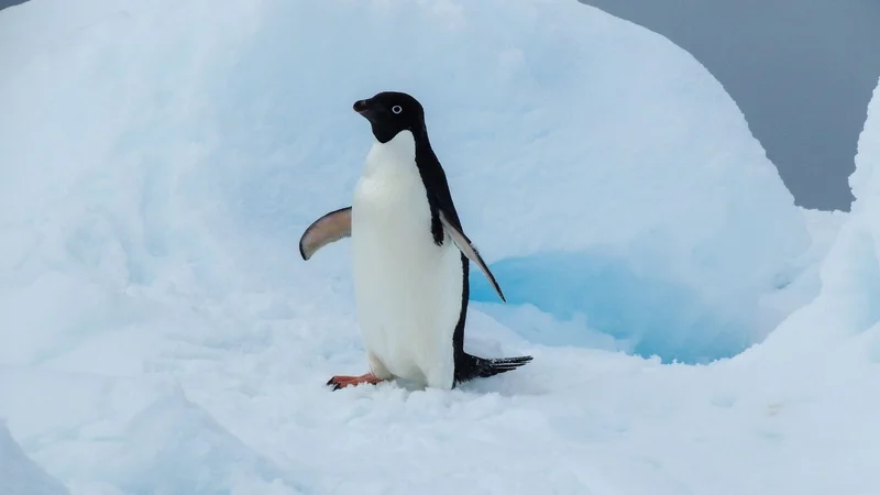 Adélie Penguin