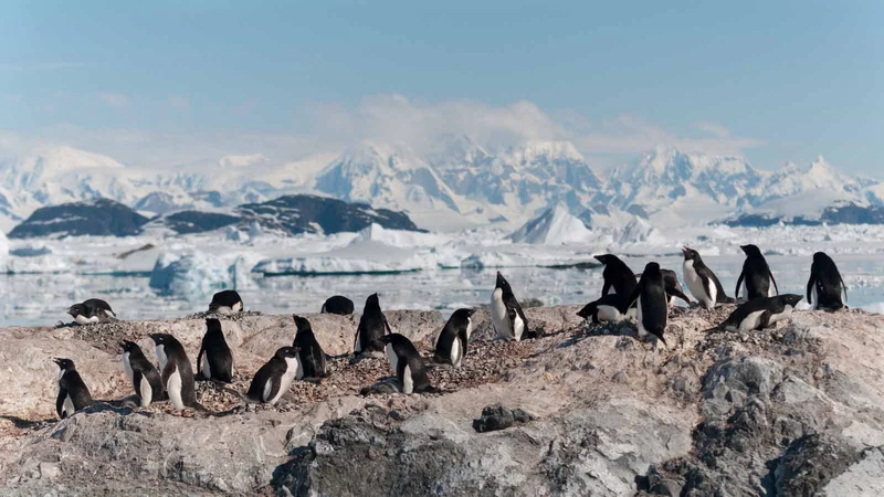 Adelie penguins | Yalour Islands |  Antarctica