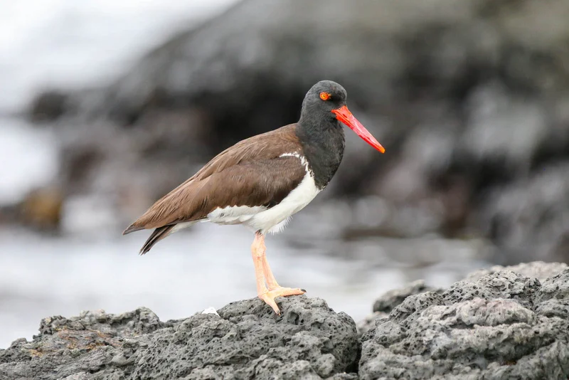 American Oystercatcher