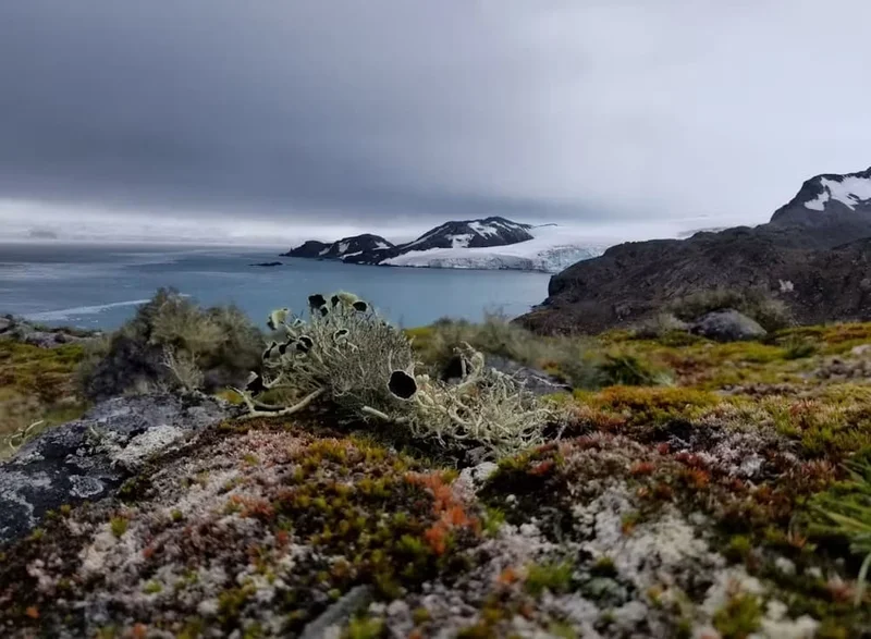 First map of vegetation across Antarctica reveals a battle for the continent’s changing landscape