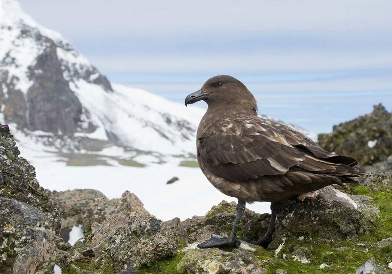 Antarctic Skua Antarctic Skua