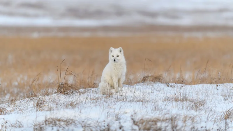 Arctic Fox