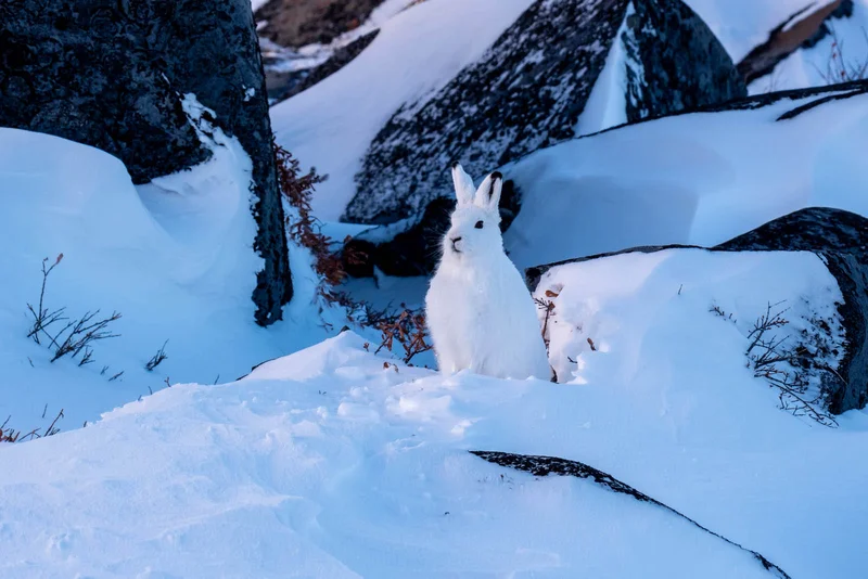 Arctic Hare