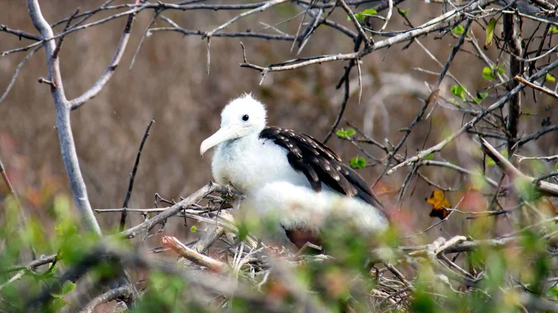 Galapagos Eastern Islands 8 day  cruise Itinerary on board Ocean Spray