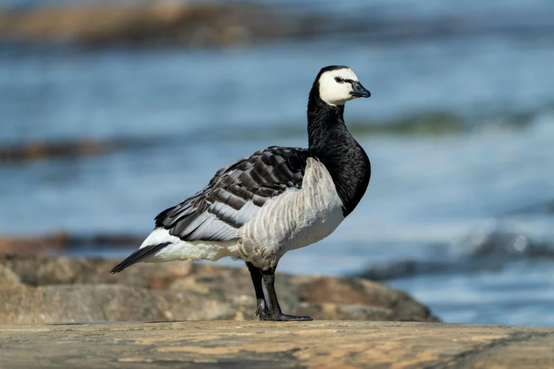 Barnacle Goose