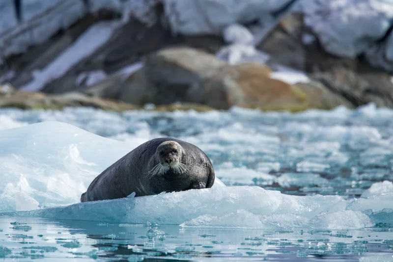 Bearded Seal