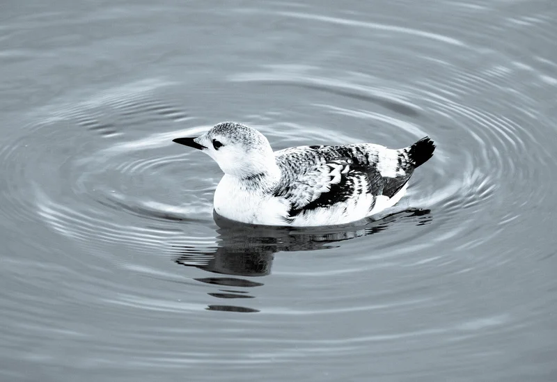 Black Guillemot