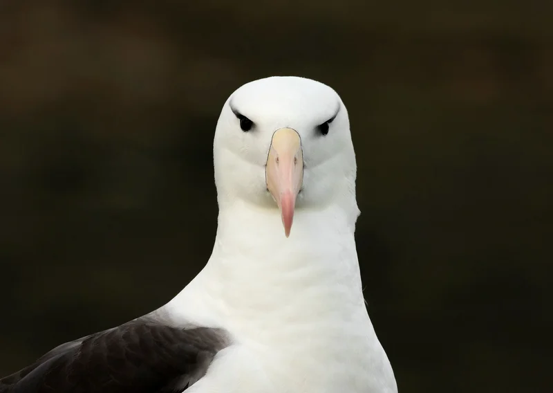 Black-browed Albatross