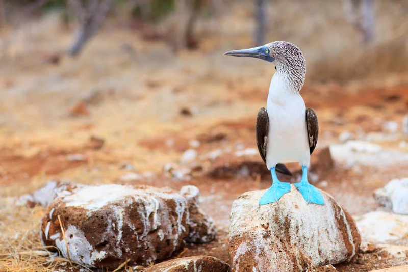 Defy expectations. Standout like a Blue-footed Booby