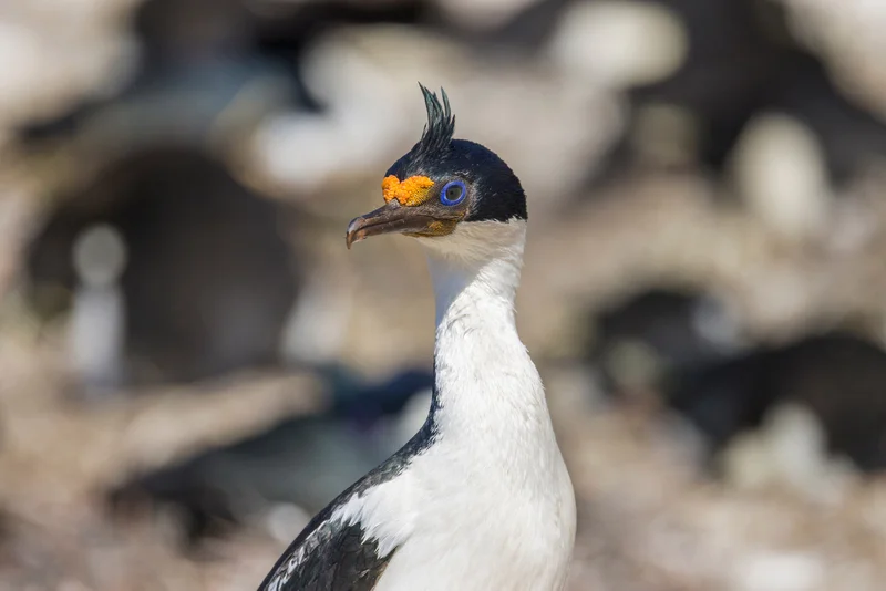 Blue-eyed Shag Blue-eyed Shag