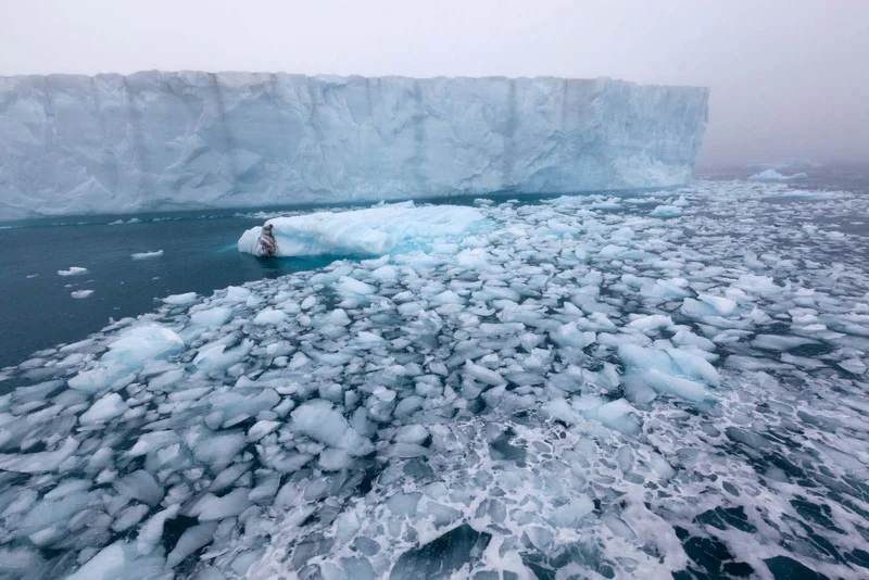 North Spitsbergen, In search of Polar Bear & Pack Ice - Summer Solstice