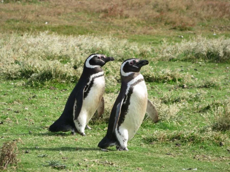 Antarctica & South Georgia Island