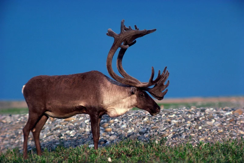 Caribou