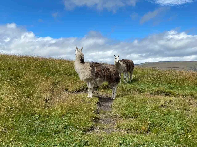 Anstisana Wildife Reserve: Chakana Day Tour 