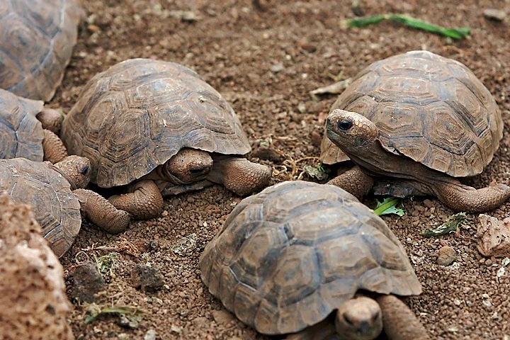 Charles Darwin Research Station | Galapagos