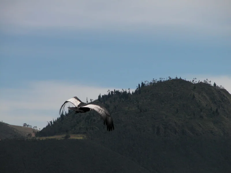 Antisana | Ecuador | Condor Andino