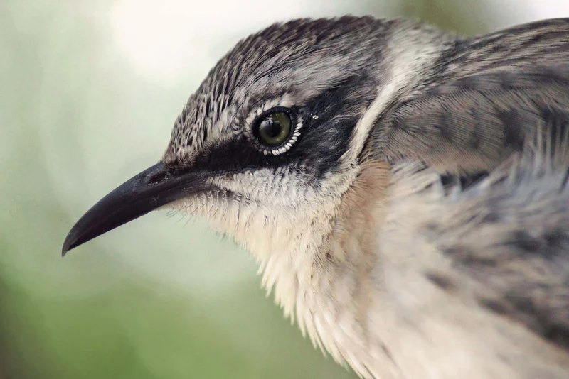 Finch beaks and bird songs: A new story of evolution