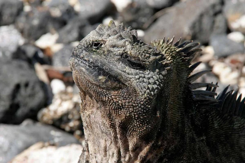 Enchanted Galapagos Central and Northern Islands Cruise