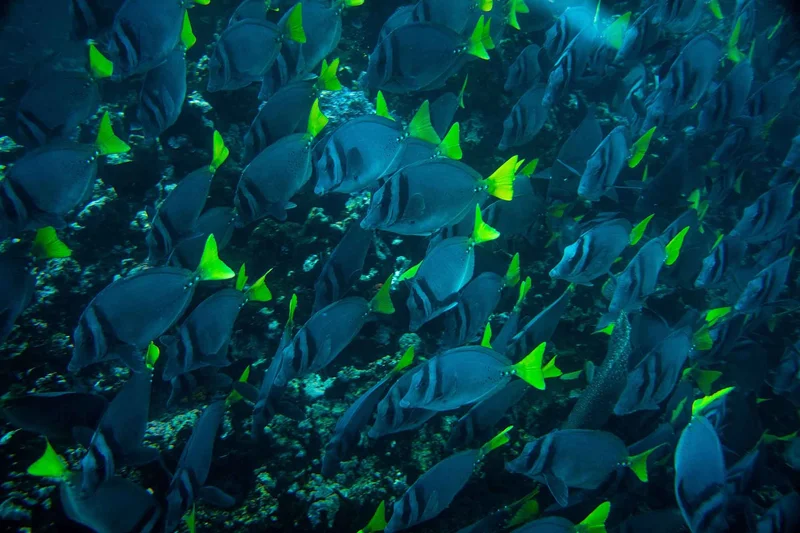 Wild Galápagos Escape