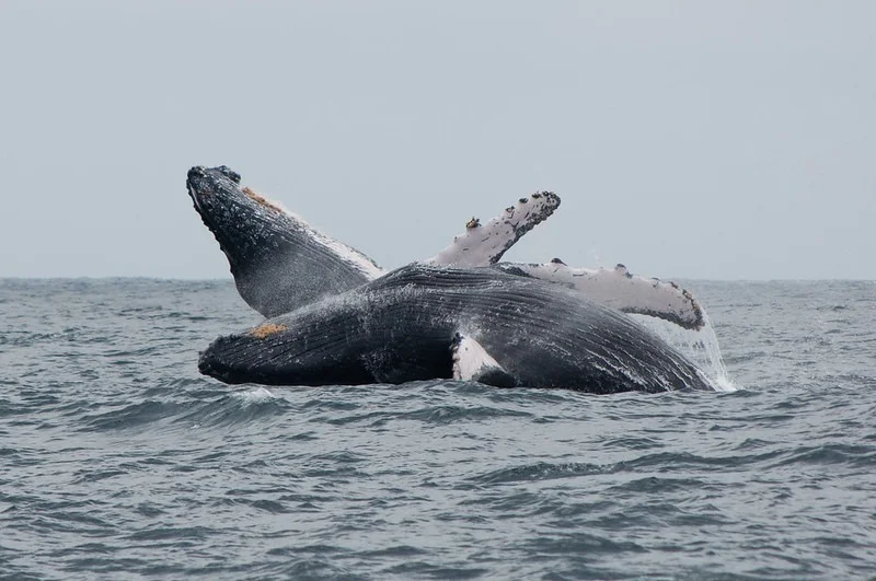 Galapagos Eastern Islands 8 day  cruise Itinerary on board Ocean Spray