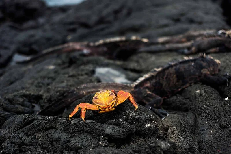 Puerto Egas | Red Crabs | Galapagos Islands