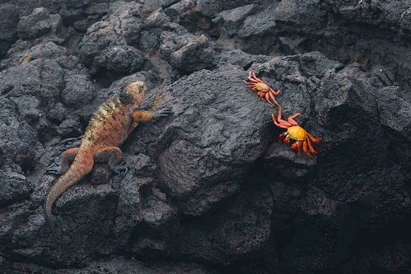 Puerto Egas | Marine Iguana | Red Crabs | Galapagos Islands