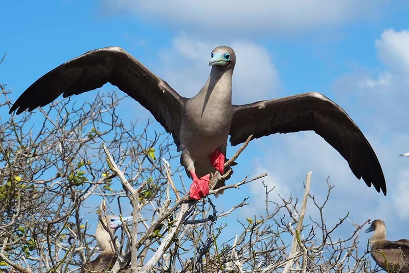 Enchanted Galapagos Northern and Southern Islands Cruise