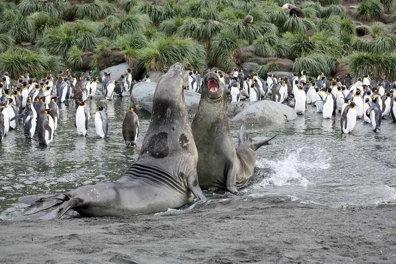 Gold Harbour | South Georgia | Elephant Seals