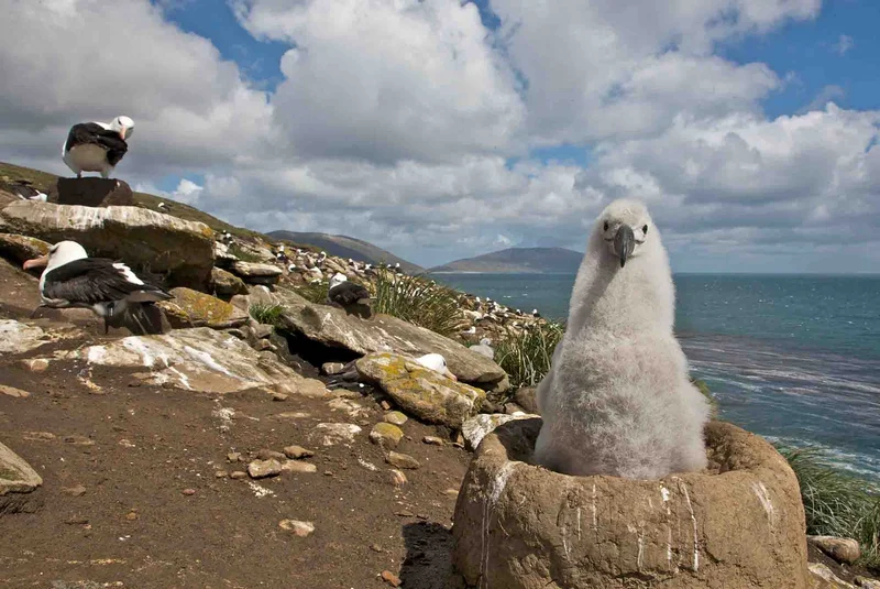 Wild Coasts of Argentina, South Georgia and the Falklands